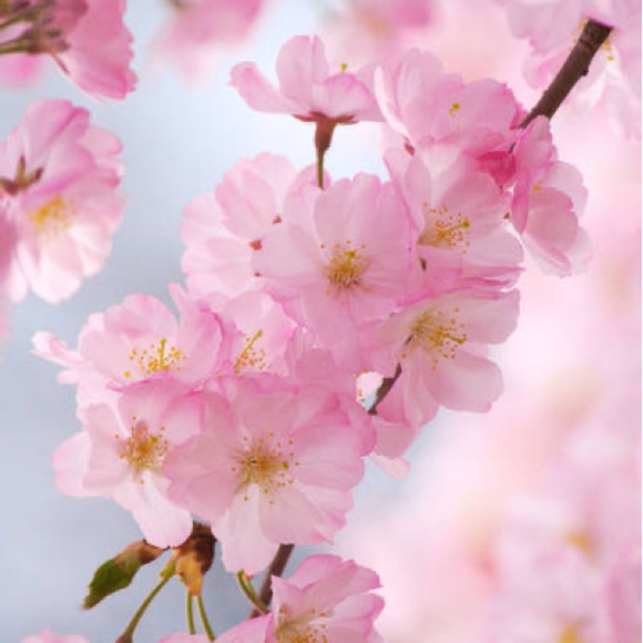 Meet your Posher, Fanny - Picture 1 of 1